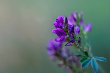 purple flowers of alfalfa plant clipart