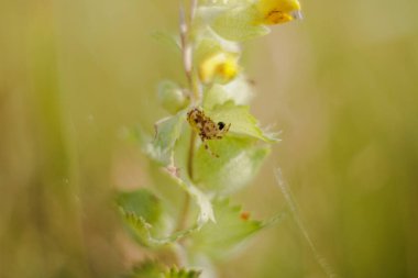 Çıngıraklı tencerenin yapraklarındaki örümcek.