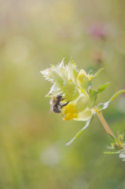 # Çıngıraklı tencerenin yapraklarındaki yabani arı #