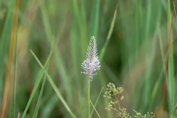 Bloem Van Een Lintwort Pruim Een Weide — Stockfoto