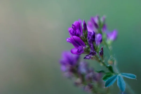 Purpurowe Kwiaty Roślin Lucerny — Zdjęcie stockowe