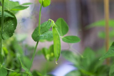 Genç yeşil bezelye kabuğu bahçedeki bir sarmaşıkta