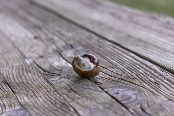 Horse Chestnut Shell Wooden Board Blurred Forest Edge Background — Stockfoto