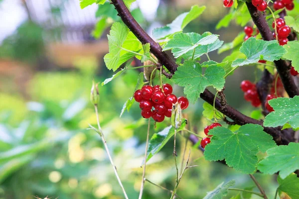 Reife Rote Johannisbeeren Hängen Strauch Zwischen Blättern Garten — Stockfoto