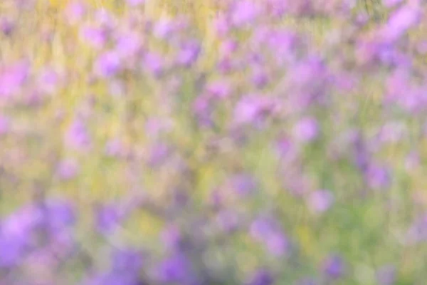 Rozmazané Pozadí Květinové Louky Hlavní Barvou Fialové — Stock fotografie