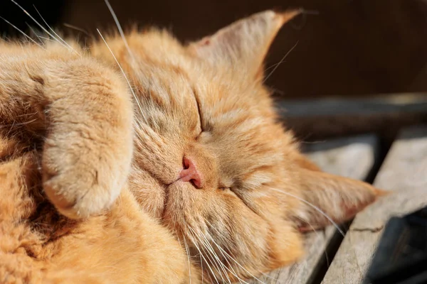 Red British Shorthair Cat Lies Bench Sun Sleeps Peacefully — Foto de Stock