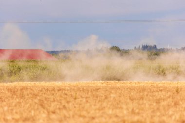 Olgun tahıl tarlalarının üzerindeki toz bulutları ve sarı tahıl kulakları.