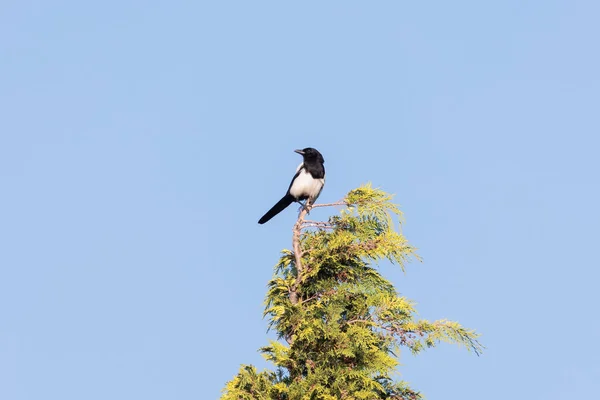 Magpie Blue Sky Top Thuy Tree — Foto Stock