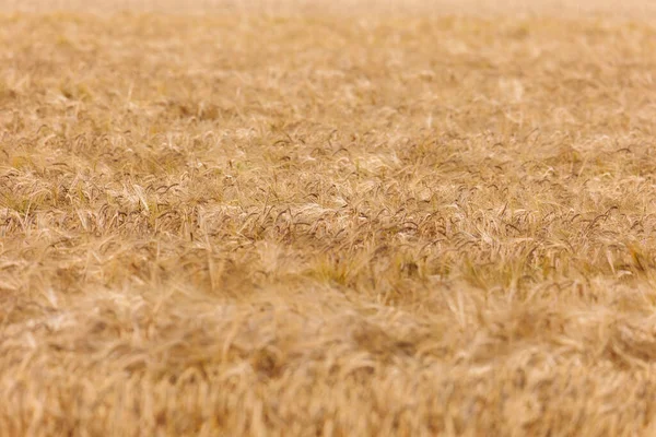 Background Field Golden Yellow Ripe Grain Ears Barley Field — Fotografia de Stock