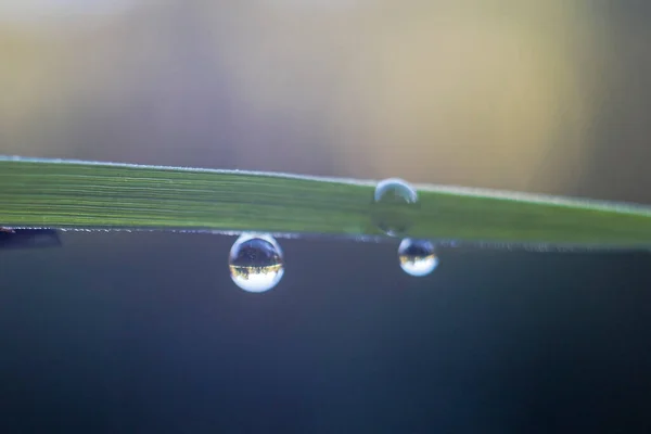 Луга Аугсбурзькому Міському Лісі Відображена Крихітній Краплі Води Висить Очеретяному — стокове фото