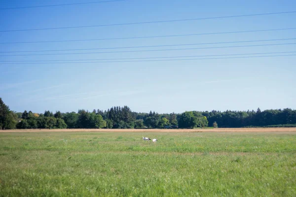 Two White Storks Forage Flowering Meadow Edge Forest — Stock Photo, Image