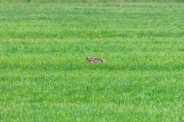 Yeşil bir çayırda kahverengi bir tavşan ördek yer ve çayır otlarını yer.