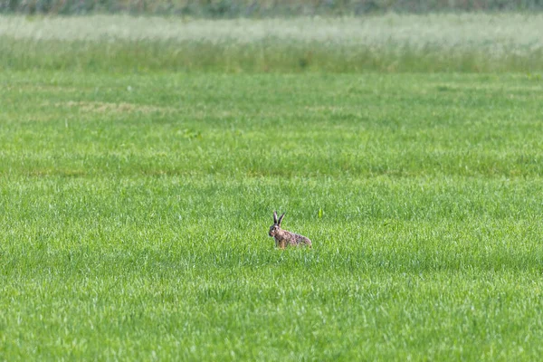 Brown Hare Ducks Green Meadow Eats Meadow Herbs — Foto de Stock