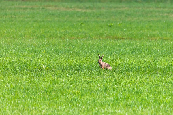 Brown Hare Ducks Green Meadow Eats Meadow Herbs — Fotografia de Stock