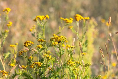 Golden yellow flowers of tansy plant against blurred background on a flower meadow