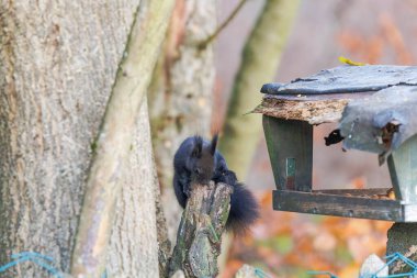 Bir sincap daldaki yeşil yaprakların arasına oturur.