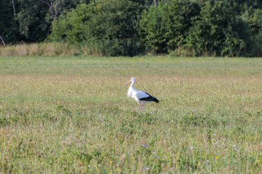 İki beyaz leylek, ormanın kenarındaki çiçek açan bir çayırda yiyecek arıyor.