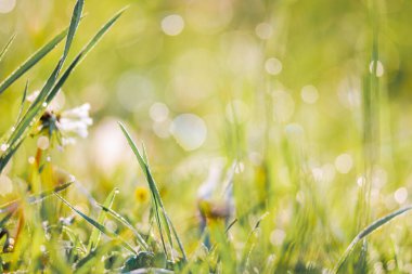 Arkaplan olarak ışıldayan çiy damlalarıyla karahindiba çiçekleri olan bulanık bir çayır.