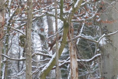 Bir sincap daldaki yeşil yaprakların arasına oturur.