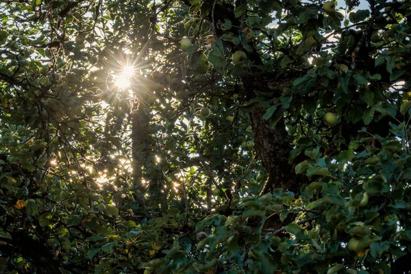 Sun rays shine through leaves of apple tree with unripe fruit