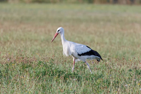 Two White Storks Forage Flowering Meadow Edge Forest — Foto de Stock