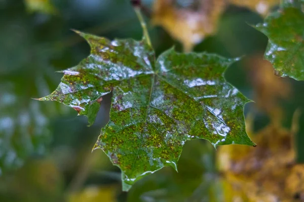 Mokry Liść Klonu Jesiennym Kolorze Deszczu — Zdjęcie stockowe