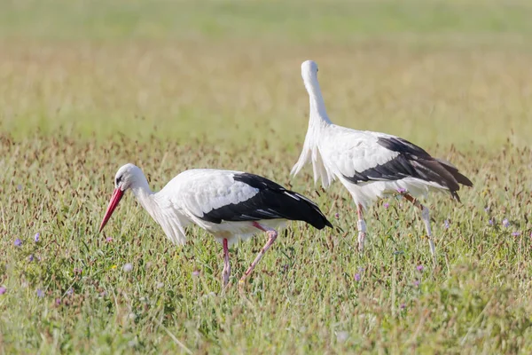 Two White Storks Forage Flowering Meadow Edge Forest — Φωτογραφία Αρχείου