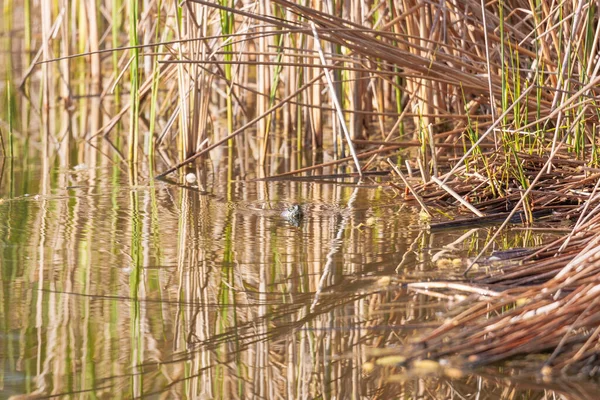 Eine Rotwangenschildkröte Trüben Wasser Eines Teiches Mit Schilfbewuchs — Stockfoto