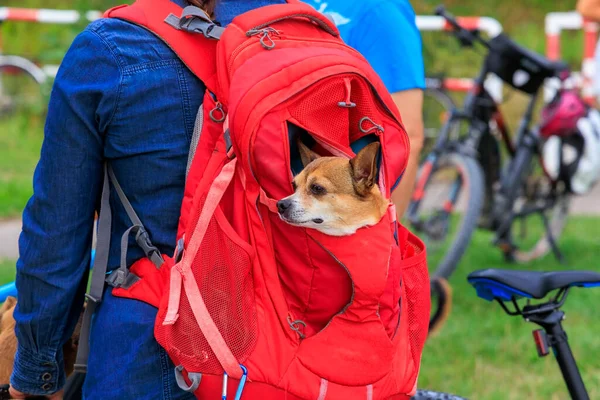 Small Dog Transported Bicycle Red Backpack Back — Foto de Stock