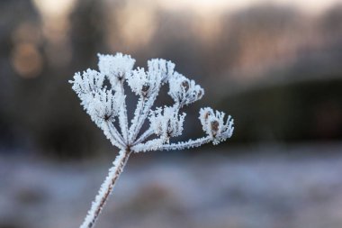 Havuç çiçekli sümsük kuşları bulanık arka planda bokeh ile daireler çiziyor.