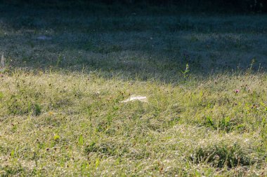 Dewy spider webs in the morning among the grasses in a meadow glisten in the sun