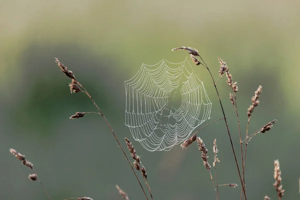 Dewy Spider Webs Morning Grasses Meadow Glisten Sun — Stock fotografie