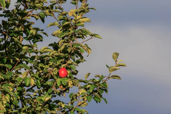 Red Apple Ready Harvest Apple Tree Front Dark Blue Sky — стокове фото