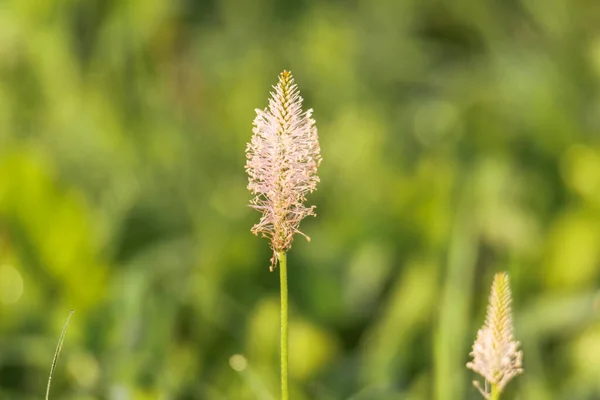 Flower Ribwort Medicinal Plant Front Meadow Shallow Depth Field — Stockfoto