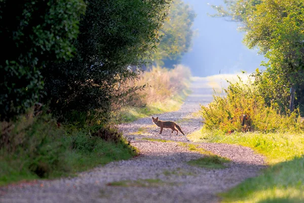 Jung Red Fox Dirt Road Bushes Mowed Meadow Edges Hay — Stockfoto