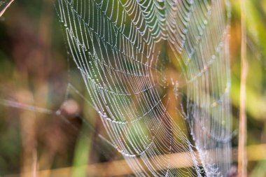 Dewy spider webs in the morning among the grasses in a meadow glisten in the sun