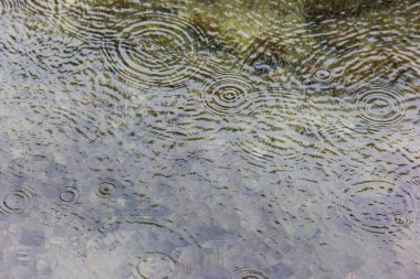 Su birikintilerindeki yağmur damlaları eşmerkezli daireler oluşturur ve su yüzeyinde bir şablon oluşturur.