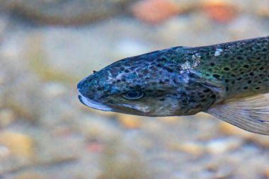 Augsburg 'un bir ilçesi olan Siebenbrunn' daki bir çeşme deresinin sularında bir alabalık yüzer..