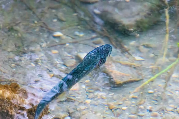 Une Truite Nage Dans Eau Ruisseau Fontaine Siebenbrunn Quartier Augsbourg — Photo