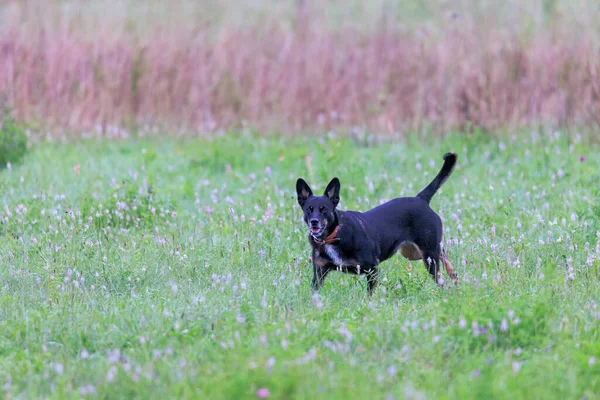 Sort Blandet Race Hund Med Brun Krave Hopper Grøn Eng - Stock-foto