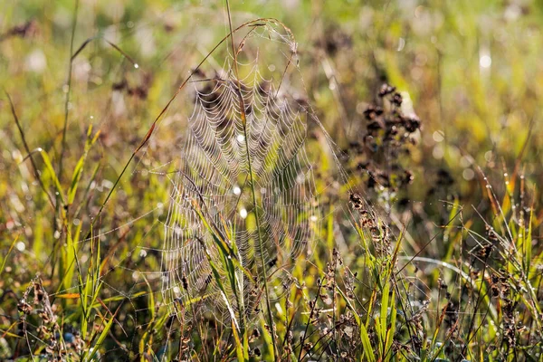 Dewy Spider Webs Morning Grasses Meadow Glisten Sun — Stockfoto