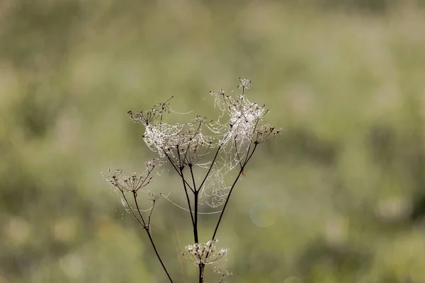 Dewy Spider Webs Morning Grasses Meadow Glisten Sun — Foto de Stock