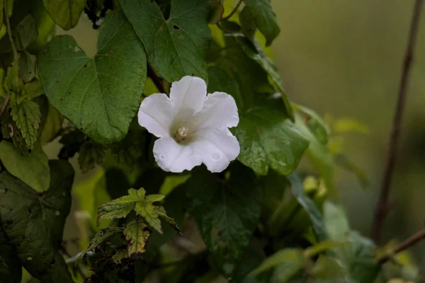 White Flower Bindweed Wet Rain — Stock Photo, Image
