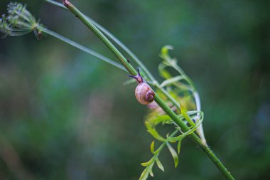 Küçük bir salyangoz bir bitkiye tırmanıyor.