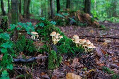 Yosunlu orman zemininde renkli mantarlar