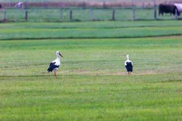 Barză Albă Pajiște Verde Înainte Pleca Spre Sud — Fotografie, imagine de stoc