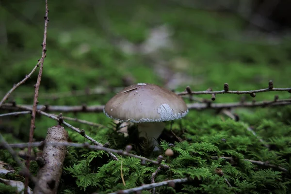 Bunte Pilze Auf Dem Bemoosten Waldboden — Stockfoto