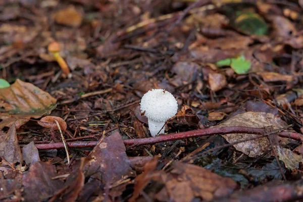 Mladý Bílý Obyčejný Nadýchaný Míček Hnědém Listoví Lesní Půdy — Stock fotografie