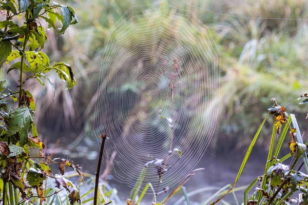 Dewy Spider Webs Morning Grasses Meadow Glisten Sun — Stock fotografie