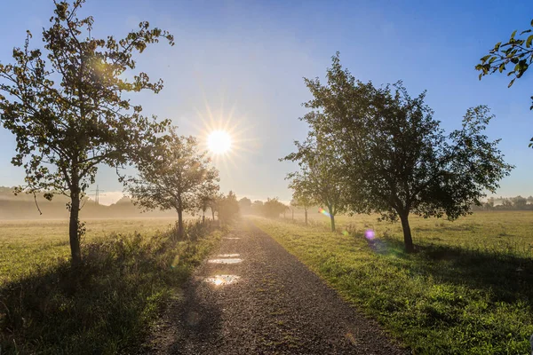 Die Sonnenstrahlen Scheinen Durch Die Bäume Auf Einem Feldweg Zwischen — Stockfoto